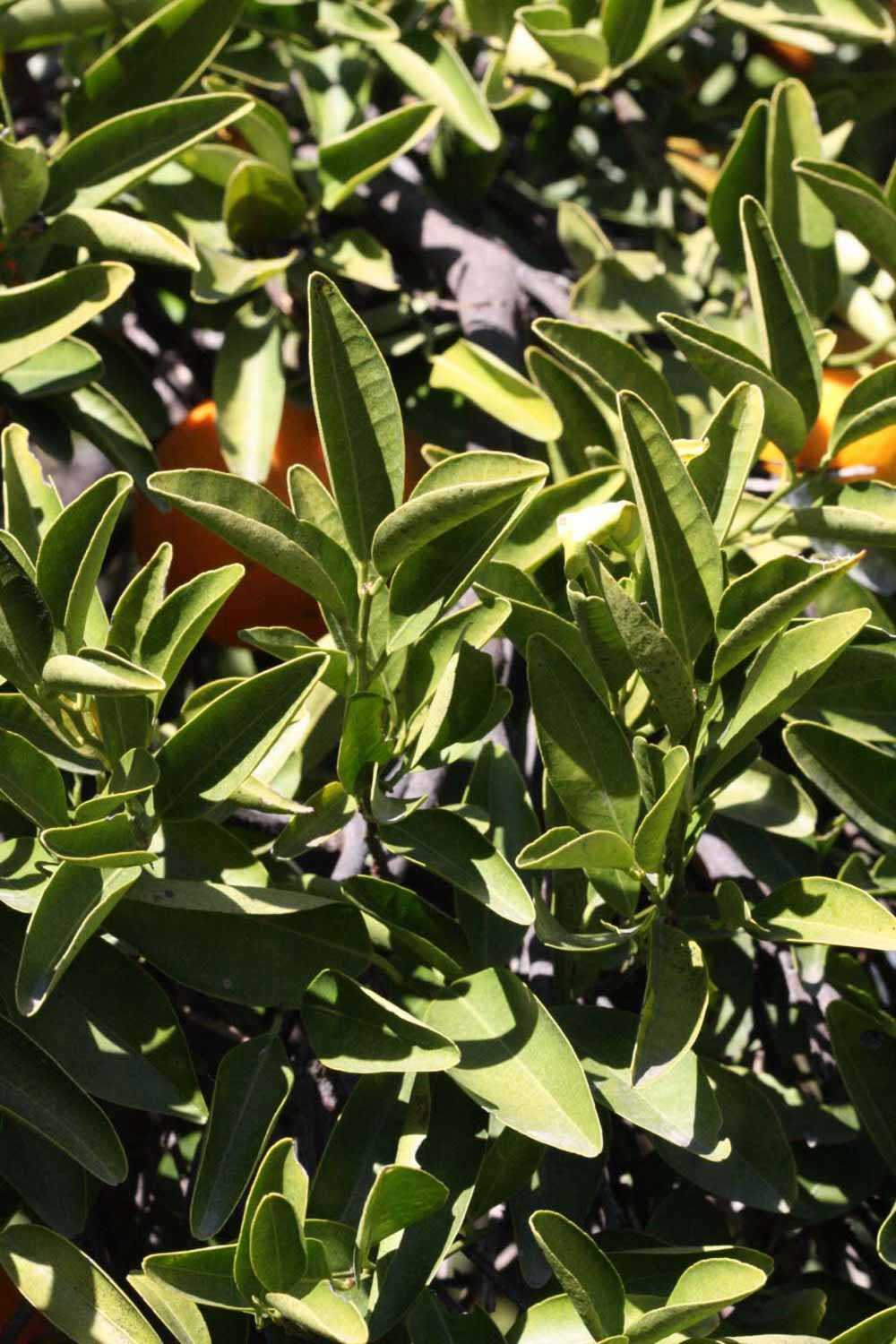              Sun leaves (Riverside, CA)       